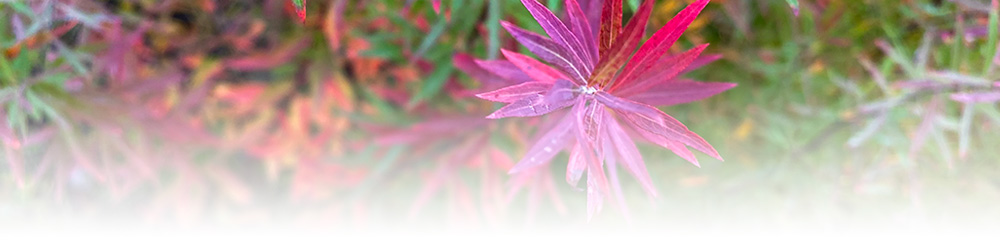 colourful plants