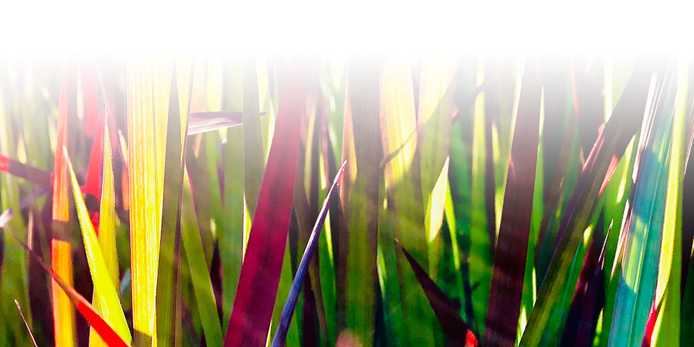 colourful grass